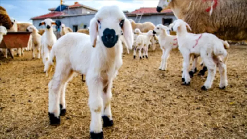 Kırsalda Küçükbaş Bereketi Projesi: Başvuru Koşulları ve Destek Detayları Açıklandı