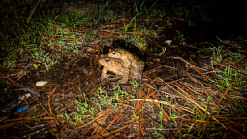 Kütahya'da Kurbağaların 5 Bin Yıllık Üreme Göçü Başladı: Yolda Zorlu Mücadele