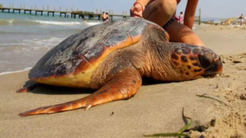Kuşadası ve Patara'da deniz kaplumbağası vakaları son 18 yılda arttı
