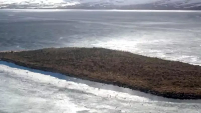 Çıldır Gölü'nde göçmen kuş akını: Binlerce kuş adaları mesken tuttu