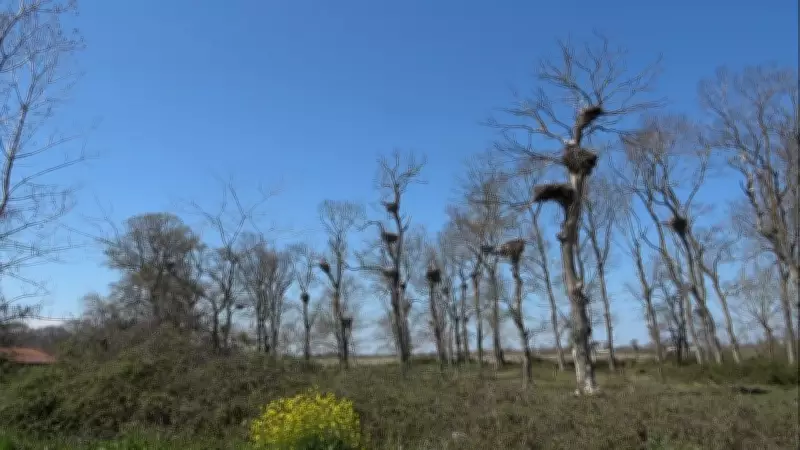 Leylek Ormanı Baharla Şenlendi: Afrika'dan Gelen Misafirler Görenleri Büyülüyor