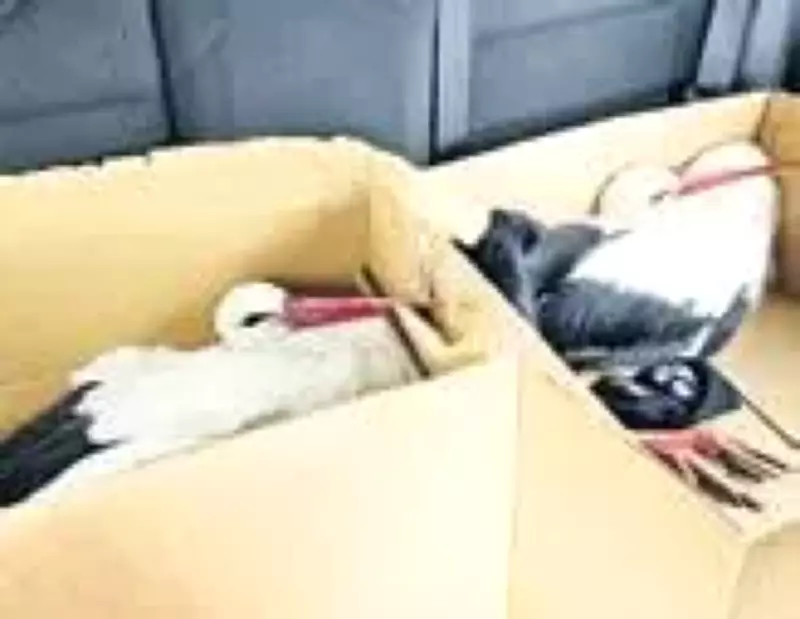 Leylek Vurma, Hayvan Katliamı ve Hakem Krizi: Toplumsal Vicdan Sorgulanıyor