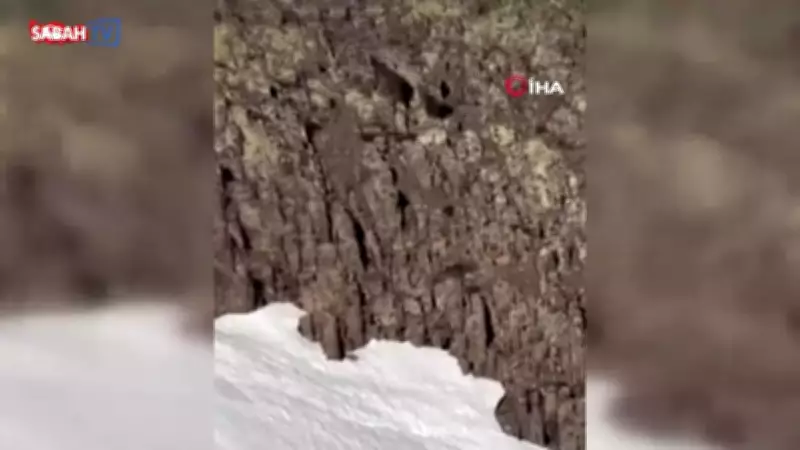 Malatya'da Anne Ayı ve Yavrusu Görüntülendi