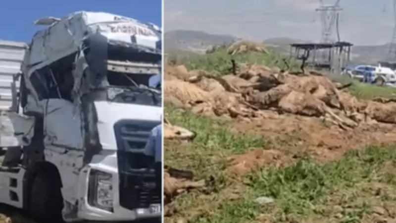 Malatya'da hayvan yüklü tır devrildi: 80 koyun telef oldu