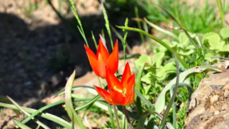 Manisa lalesi açtı: Ömrü 10 gün, koparmanın cezası 699 bin TL