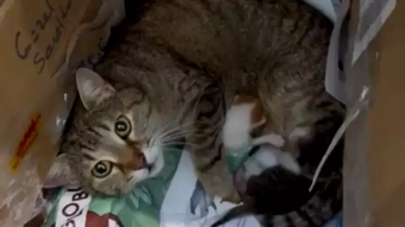 Maskot Kedi Neva, Yavrularını Okula Emanet Etti: Duygulandıran Anlar