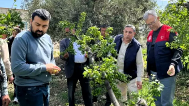 Mersin'de Dolu Felaketi: Tarım Arazileri ve Meyve Bahçeleri Zarar Gördü