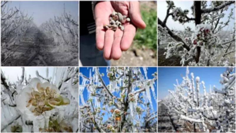 Meteoroloji Uyardı: Marmara'da Zirai Don Riski Başlıyor
