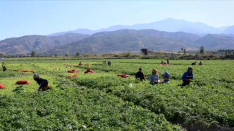 Mevsimlik İşçilerin Kıdem Tazminatı Hakkı: İşte Bilinmesi Gerekenler