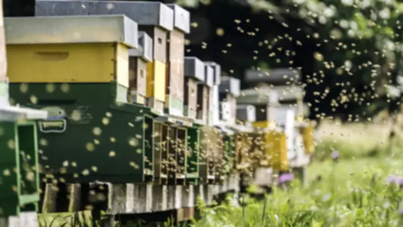 Mezarlıkta Keşif: Toprağın Altında 5,5 Milyon Arı Yaşıyor