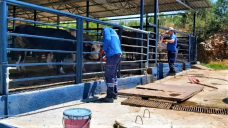 Muğla'da Şap Hastalığı Kontrol Altına Alındı, Bayır Hayvan Pazarı Açılıyor
