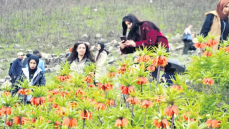 Muş'ta 'Ağlayan Gelinler' Baharı Müjdeledi