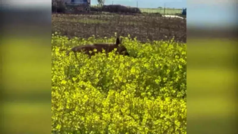 Nesli Tehlike Altındaki Çizgili Sırtlan Adıyaman'da Sarı Çiçekler Arasında Görüntülendi