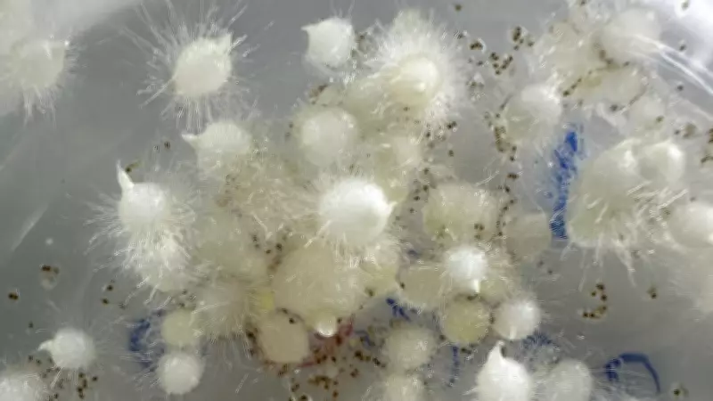 Nesli Tükenmekte Olan Likya Orkidesi İlk Kez Tohumdan Üretildi