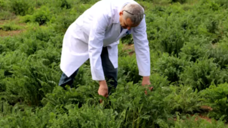 NKÜ Efsane adıyla tescillenen yerli korunga kuraklığa dayanıklı