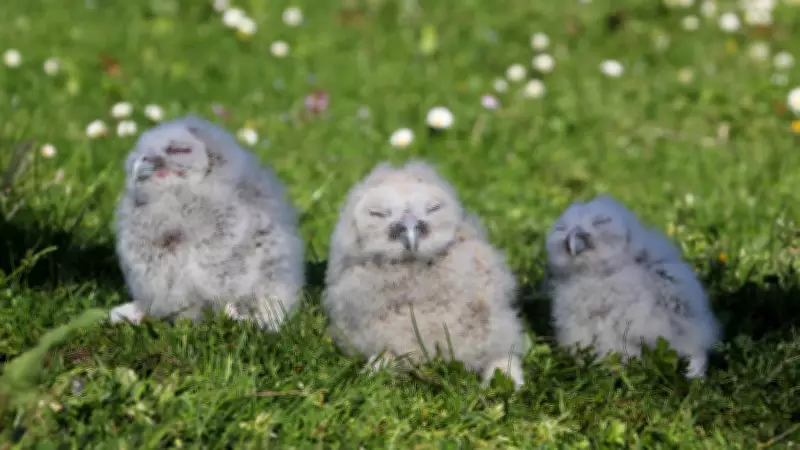 Ordu'da Baykuş ile Çiftçinin 20 Yıllık Sıcak Dostluğu