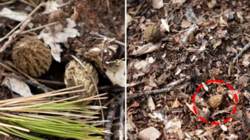 Orman yangını sonrası kuzugöbeği mantarı bolluğu: Köylüler her gün 100 km yol yapıyor