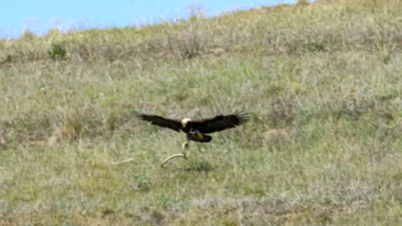 Çorum'da Nesli Tehlike Altındaki Şah Kartal Görüntülendi ve Koruma Çalışmaları Başlatıldı