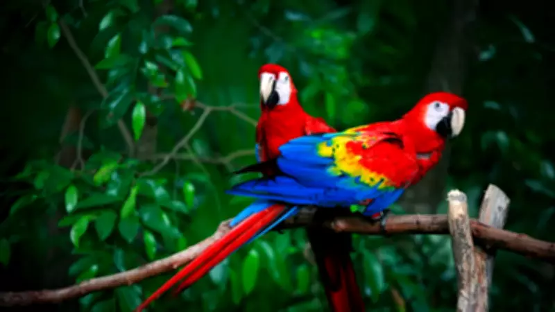 Papağanlar Sadece Taklit Etmiyor: Bireyleri Tanımak İçin İsim Kullanıyorlar