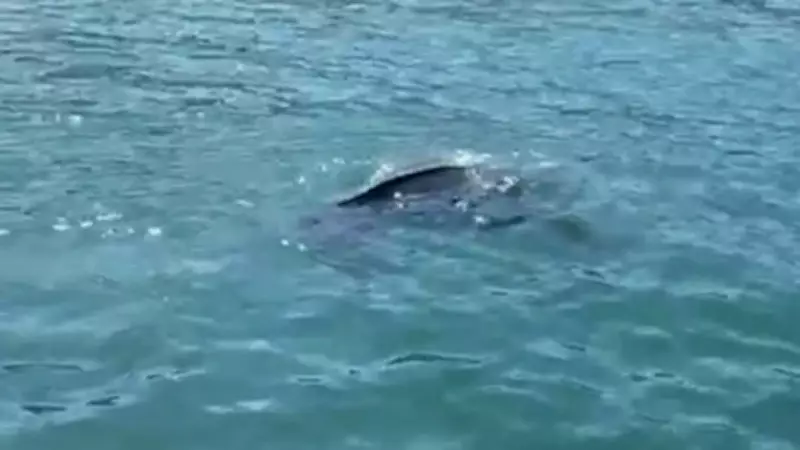 Rize'de Amatör Balıkçıların Karşısına Nadir Deri Sırtlı Deniz Kaplumbağası Çıktı