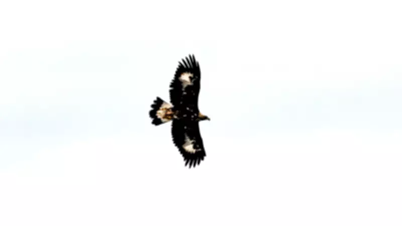 Saatte 320 Kilometre Hızla Uçabilen Kaya Kartalı Iğdır'da Görüntülendi