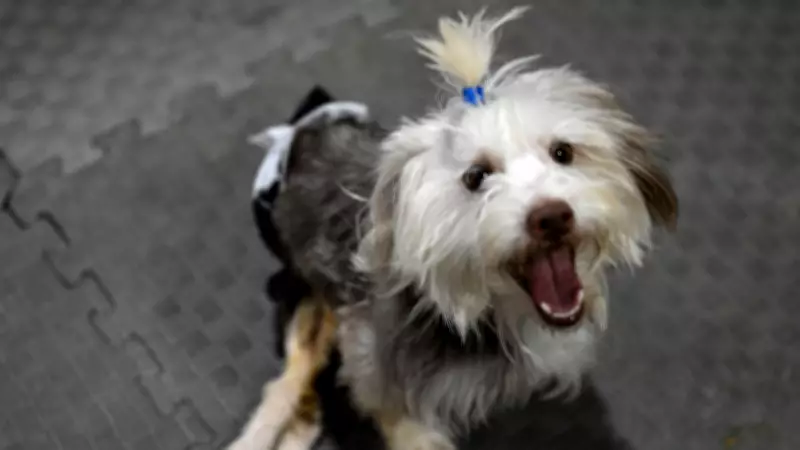 Sahibi Vefat Eden Engelli Köpek Yumoş, Ankara'da Fizik Tedaviyle Yeni Yuva Umuduyla İyileşiyor