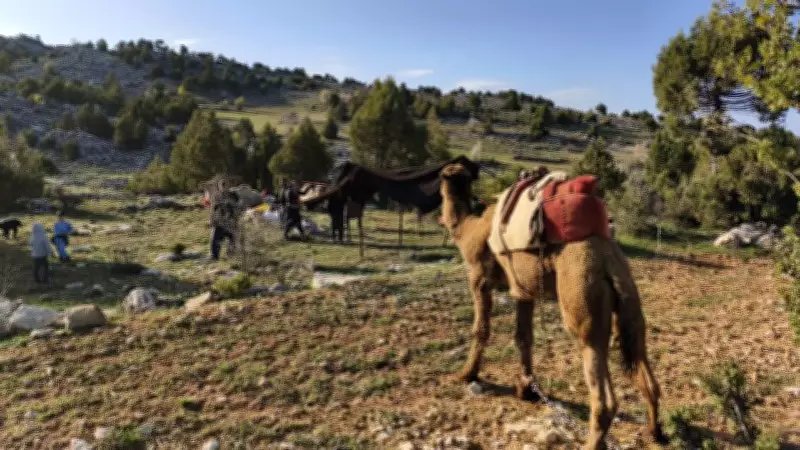 Sarıkeçili Yörüklerinin 20 Gün Sürecek Yayla Göçü Başladı