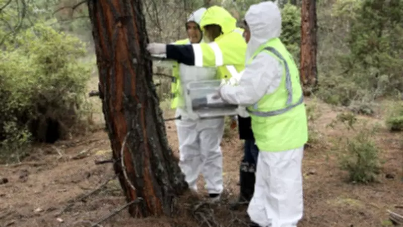 Sinop'ta Çam Kese Zararlısına Karşı 10 Bin Avcı Böcek Doğaya Salındı
