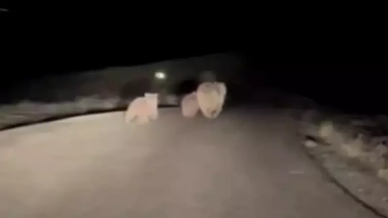 Sivas'ta Kış Uykusundan Uyanan Anne Ayı ve Yavruları Yolda Görüntülendi
