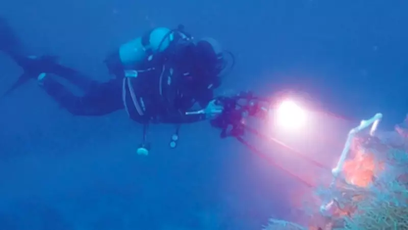 Sivriada'dan Hayırsızada'ya Mercan Nakli Projesi Başladı