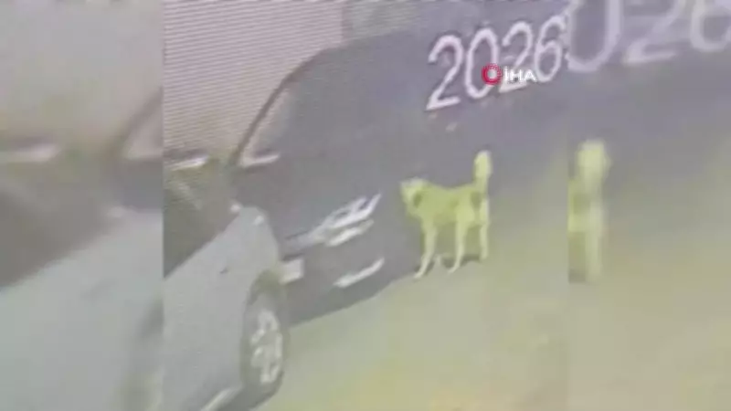 Üsküdar'da Sokak Köpekleri Sürüsü Araçlara ve Vatandaşlara Saldırdı