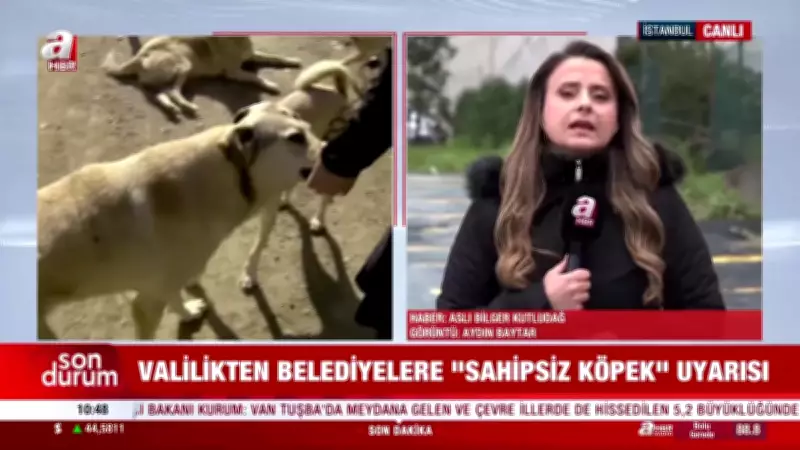 İstanbul Valiliği Sokak Köpekleri İçin Belediyelere Süre Verdi