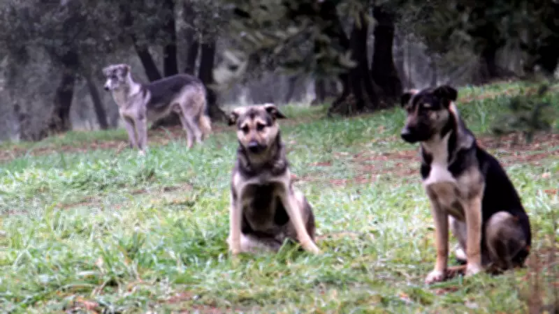İstanbul Valiliği'nden Belediyelere Kesin Talimat: Sahipsiz Köpekler Kontrol Altına Alınacak