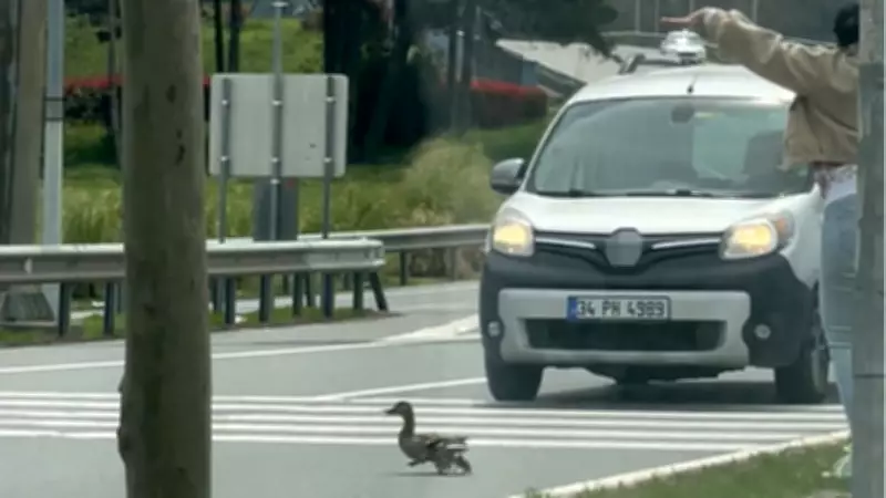 İstanbul'da Ördek Ailesinin Güvenli Geçişi İçin Trafik Durduruldu