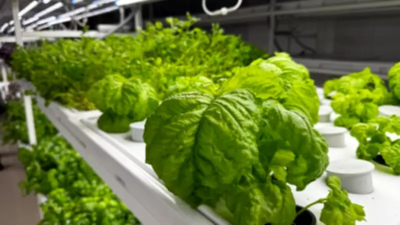 İstanbul'da Yerin 30 Metre Altında Çilek Üretimi Başlıyor