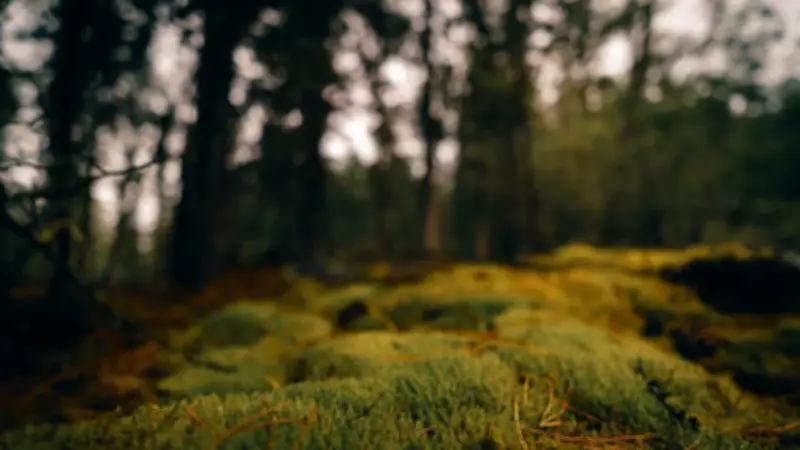 İsveç Ormanlarının Altında Devasa Karbon Deposu Keşfedildi