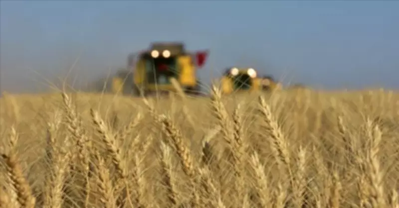 Tahıl Piyasasında Yön Değişti: ABD'de Buğday Yükselişe Geçti