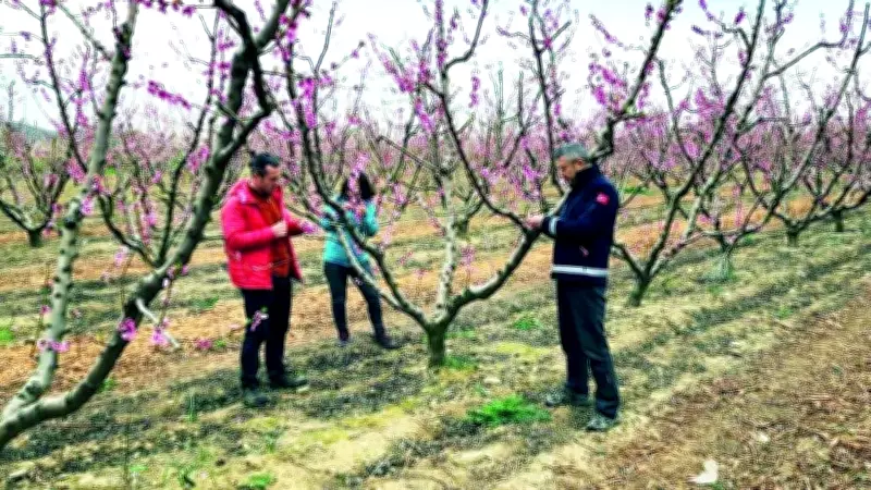 TBMM Komisyonu Zirai Don Raporunu Tamamladı: Yapısal Reformlar Önerildi