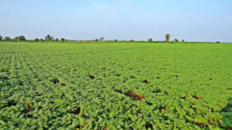 TÜBİTAK, Yüksek Sıcaklığa Dayanıklı Yerli Nohut Projesini Kabul Etti