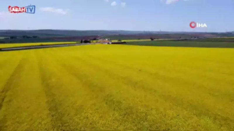 Tekirdağ'ın Kanola Tarlaları Baharla Sarıya Büründü: Kartpostallık Manzaralar