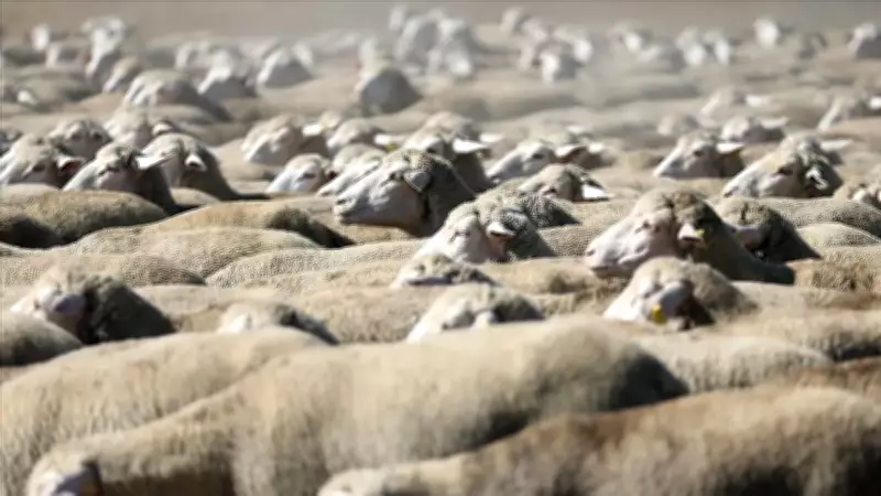 TİGEM'den 600 küçükbaş hayvan satışı için ihale