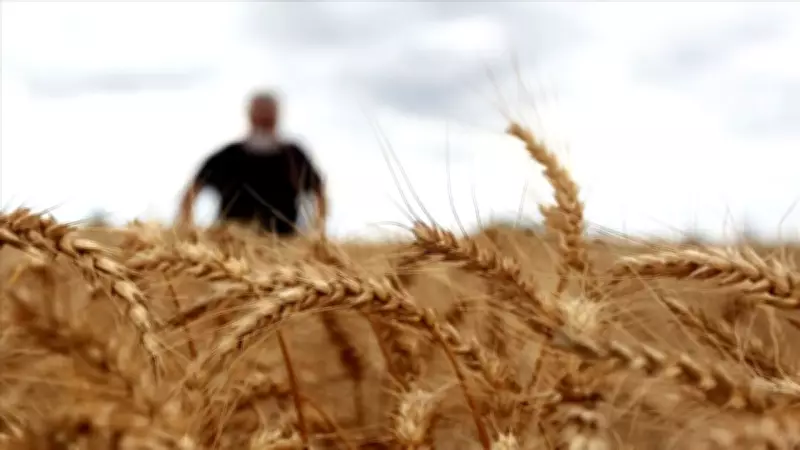 TMO Buğday Satışlarında Fiyat Artışı Yok: Hasada Kadar Mevcut Fiyatlarla Devam