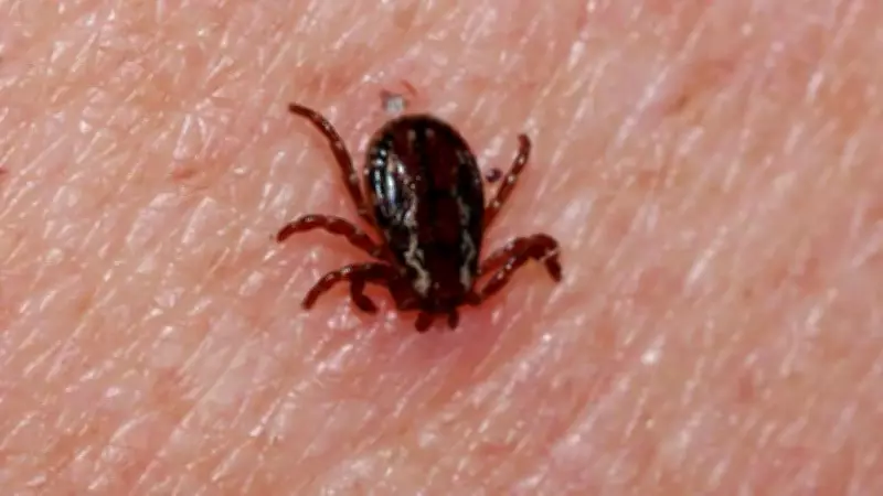 Tokat'ta Kene Isırması Sonucu 21 Yaşındaki Genç Hayatını Kaybetti