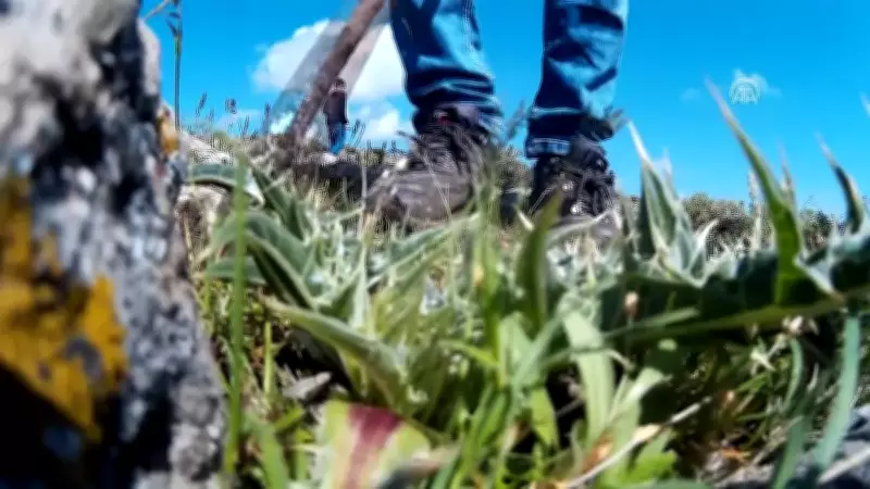 Toplaması Sabır Testi: Kenger Bitkisi Her Derde Deva