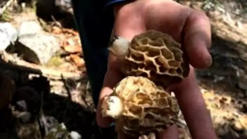 Toroslar'da Kuzugöbeği Sezonu Başladı: Nadir Mantarın Kilosu 1.500 Lira