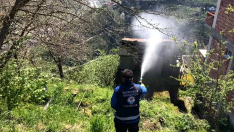 Trabzon'da Kahverengi Kokarca İstilasına Karşı Büyük Mücadele Başlatıldı