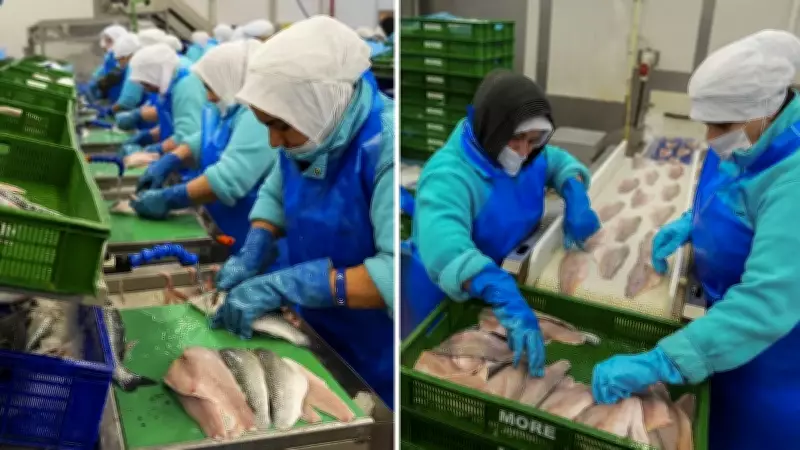 Türk Su Ürünleri İhracatı İlk Çeyrekte Yüzde 24 Arttı, 552 Milyon Dolar Gelir Elde Edildi