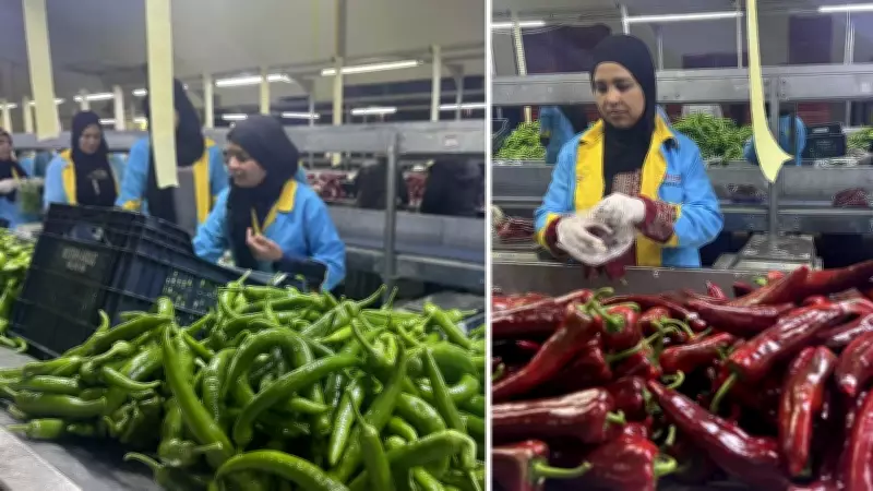 Türkiye'nin biber ihracatında Batı Akdeniz farkı: Yüzde 74 pay