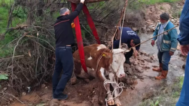 Tunceli'de Çamura Batıp Mahsur Kalan İnek Ekipler Tarafından Kurtarıldı