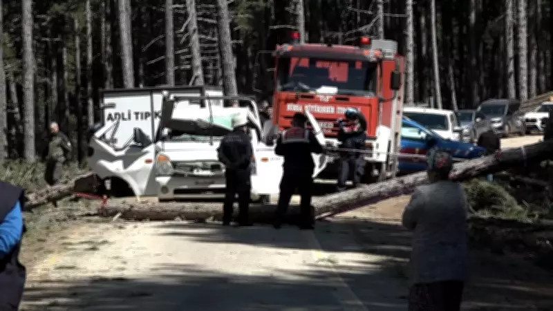 Uludağ'da feci olay: Kamyonetin üzerine ağaç devrildi, 1 ölü